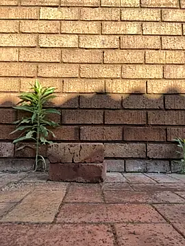 ZeusBlackDick online show from 11.01.25