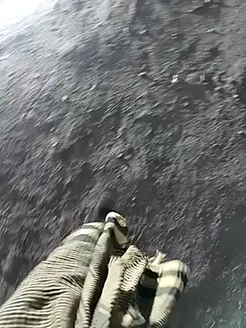 Bengali BULL1 online show from 11.17.25