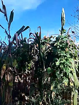 Snapshot of sarpe4 chatting on 09.28.25 sarpe4 online show from 09.28.25