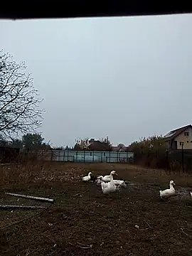 Snapshot of sarpe4 chatting on 11.02.25 sarpe4 online show from 11.02.25