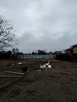 sarpe4 online show from 12.23.25