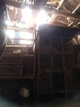 sarpe4 online show from 01.10.26