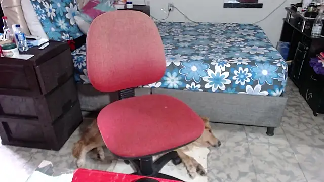 Barbiegomez online show from 11.26.25