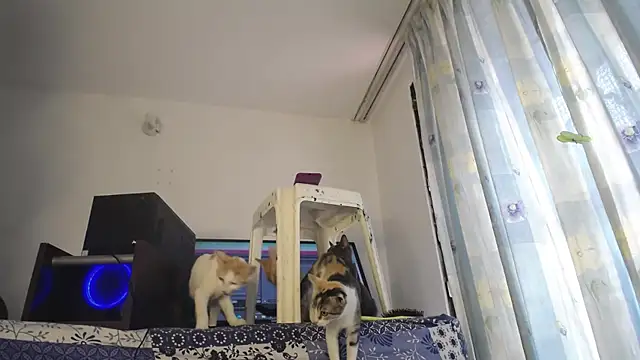 Snapshot of eolicasex chatting on 02.04.25 eolicasex online show from 02.04.25