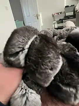 Furdale online show from 02.23.26