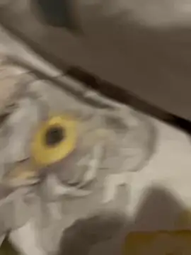 Snapshot of sweetmystery1 chatting on 03.13.25 sweetmystery1 online show from 03.13.25