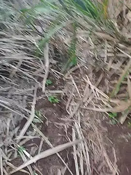 Snapshot of india_cobra chatting on 10.25.25 india cobra online show from 10.25.25