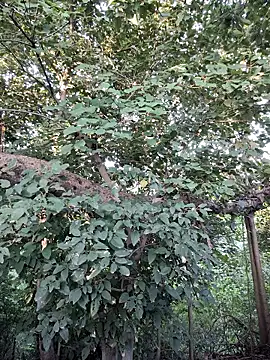 Snapshot of Rinku5553 chatting on 09.28.25 Rinku5553 online show from 09.28.25