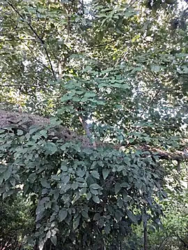 Snapshot of Rinku5553 chatting on 10.12.25 Rinku5553 online show from 10.12.25