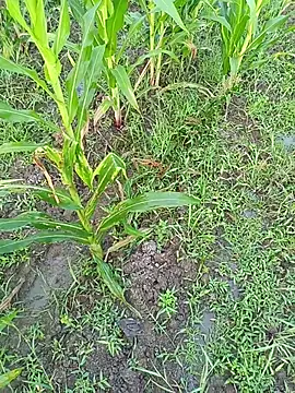 Snapshot of kummuduabbai chatting on 03.11.26 kummuduabbai online show from 03.11.26