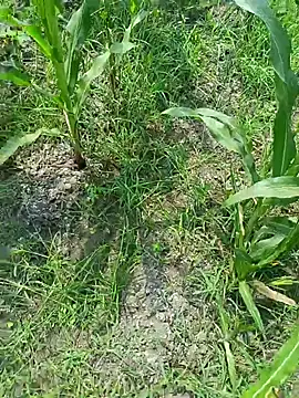 Snapshot of kummuduabbai chatting on 03.19.26 kummuduabbai online show from 03.19.26