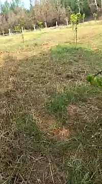 Gopal1243 online show from 02.11.25