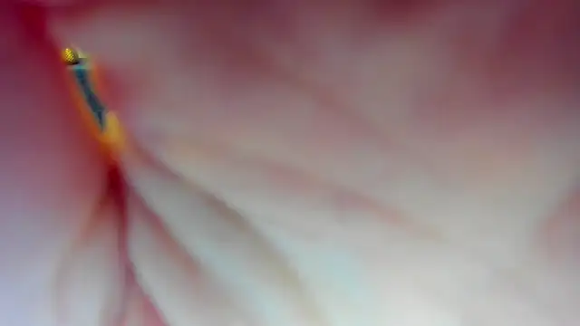 Snapshot of Katrina_Minchels chatting on 01.18.25 Katrina Minchels online show from 01.18.25